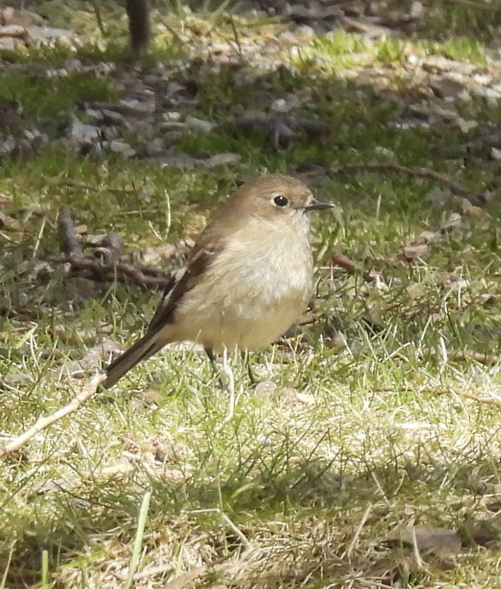 Flame Robin - ML645247277