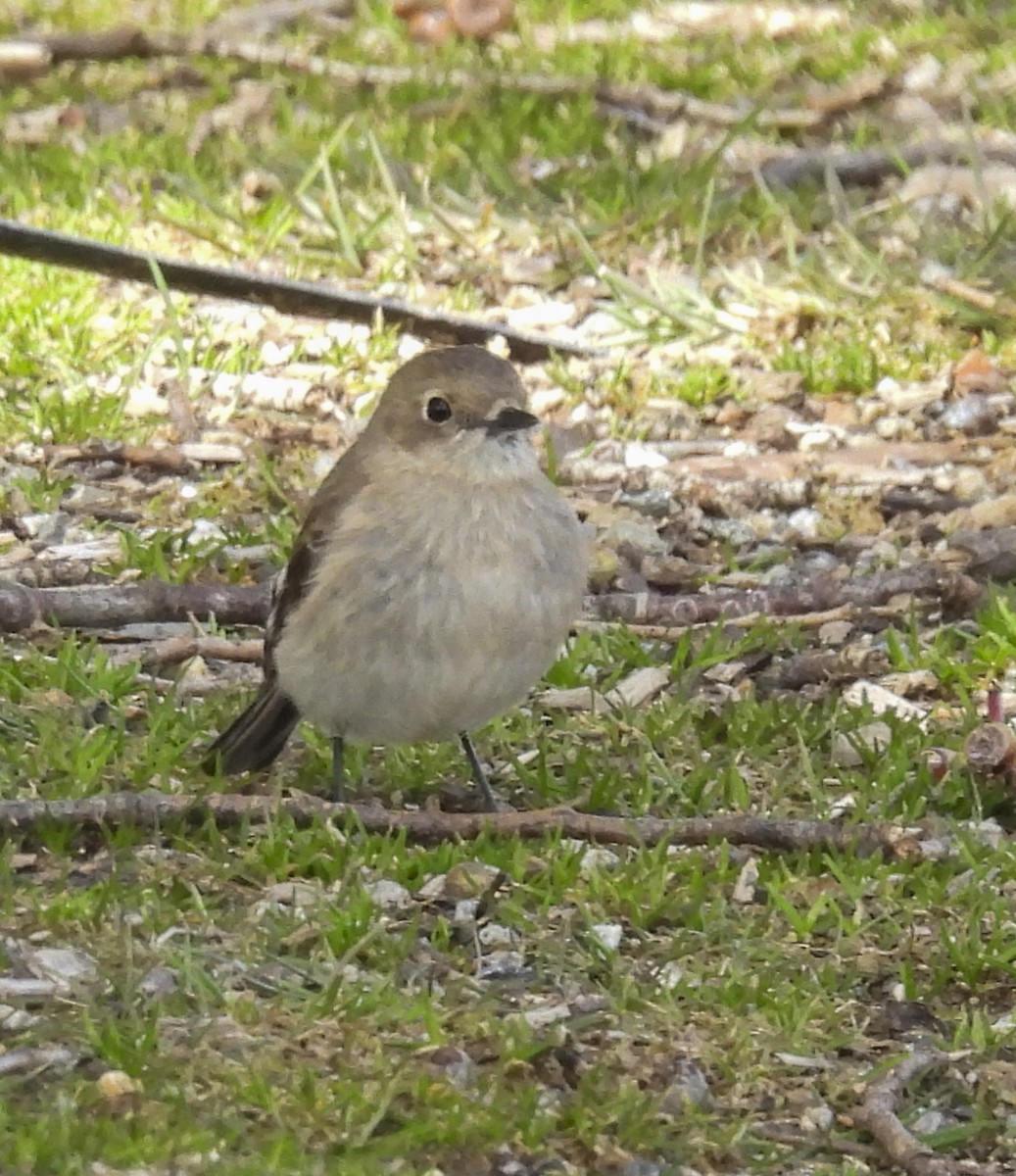 Flame Robin - ML645247278