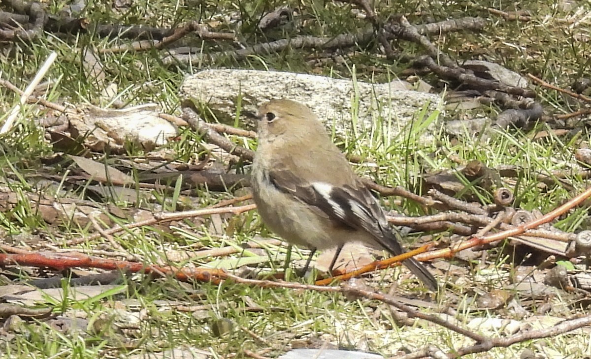 Flame Robin - ML645247279