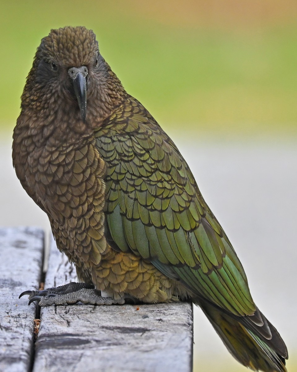 Kea - ML645247287