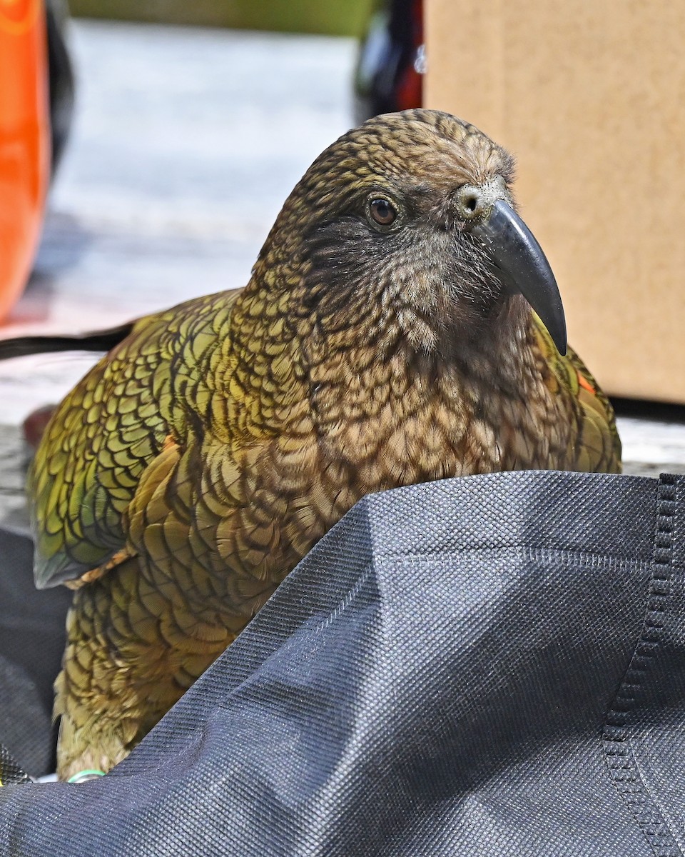 Kea - ML645247288