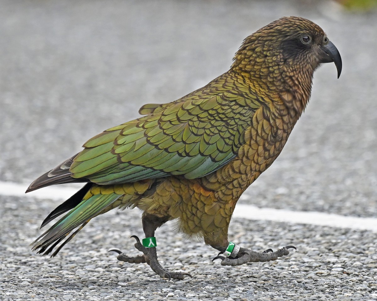 Kea - ML645247292