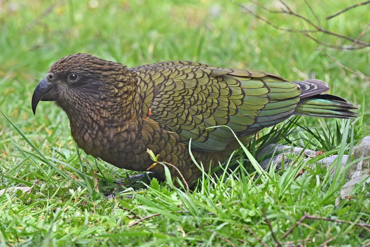 Kea - ML645247293