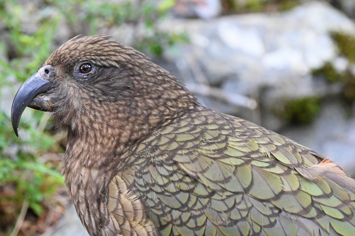 Kea - ML645247295