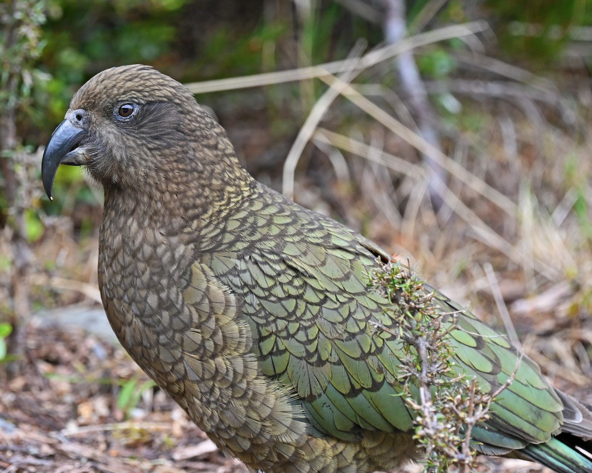 Kea - ML645247296