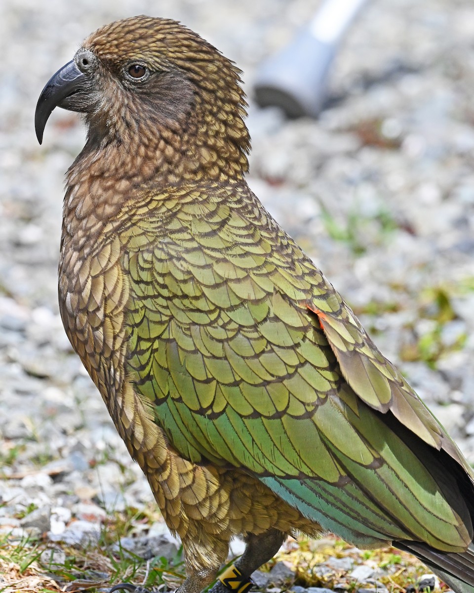 Kea - ML645247299