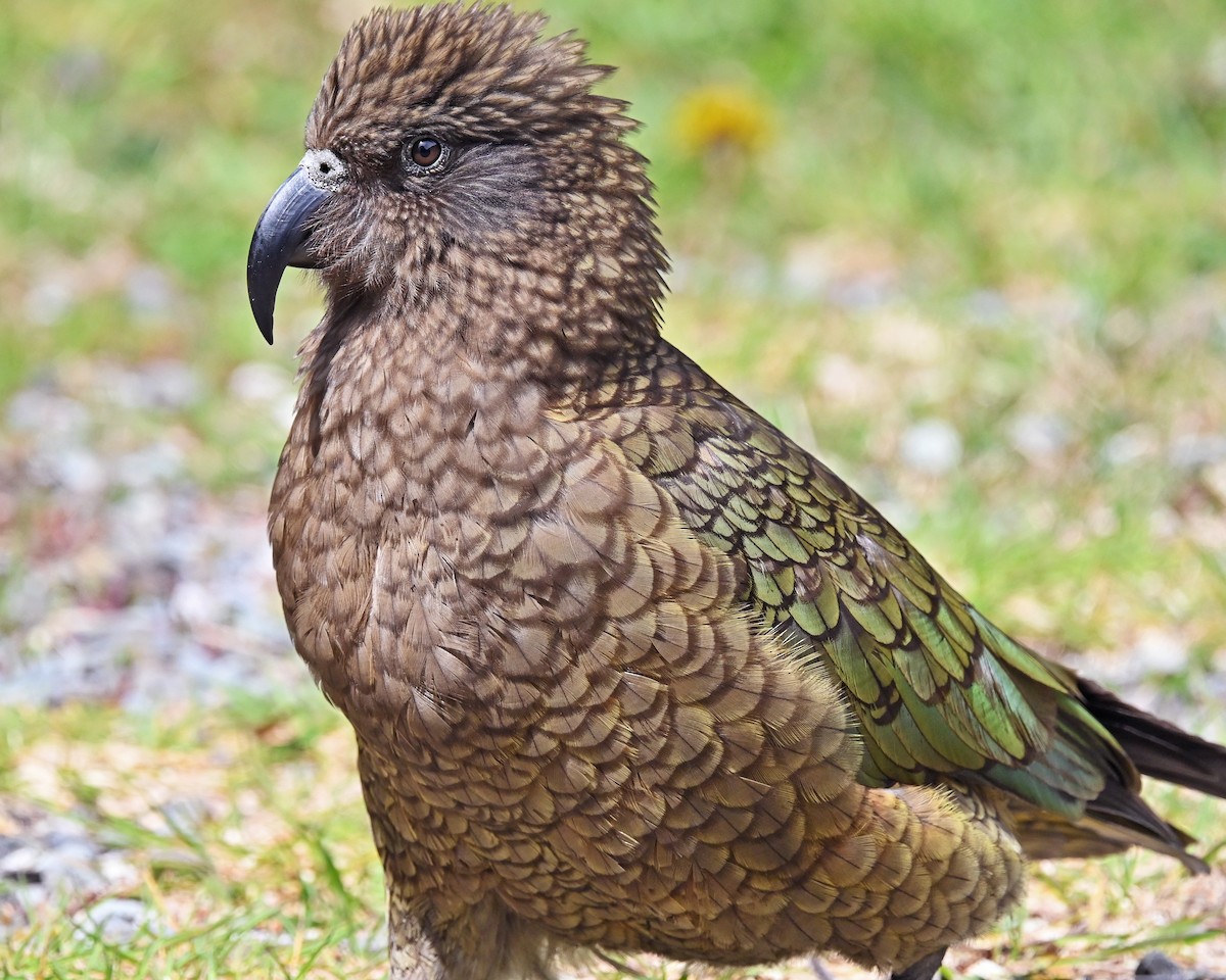Kea - ML645247300