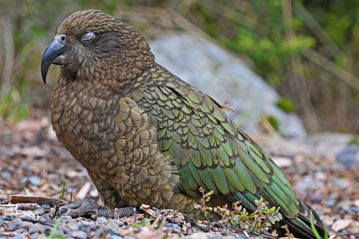 Kea - ML645247303