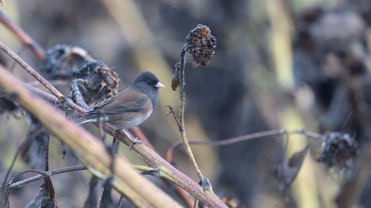 Dark-eyed Junco (Oregon) - ML645247304