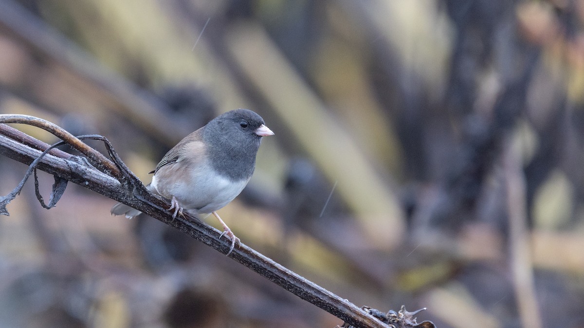 Dark-eyed Junco (Oregon) - ML645247305