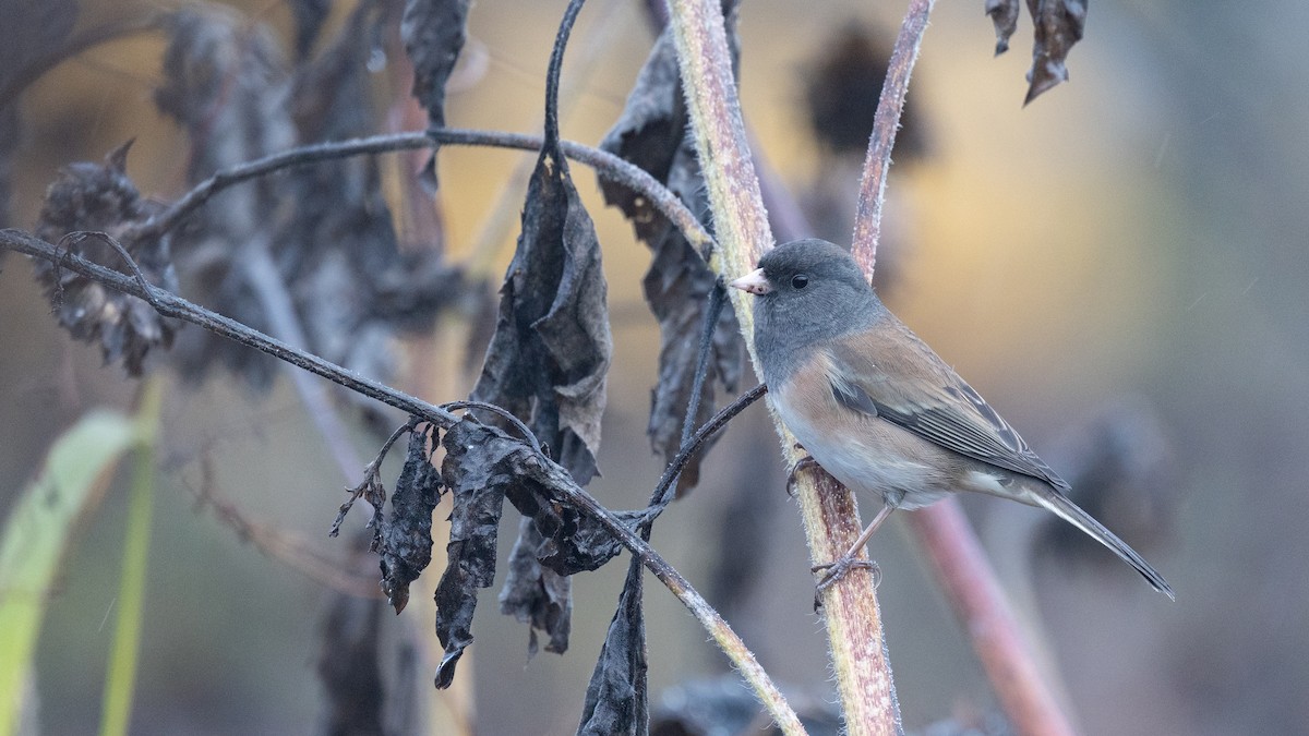 Dark-eyed Junco (Oregon) - ML645247306