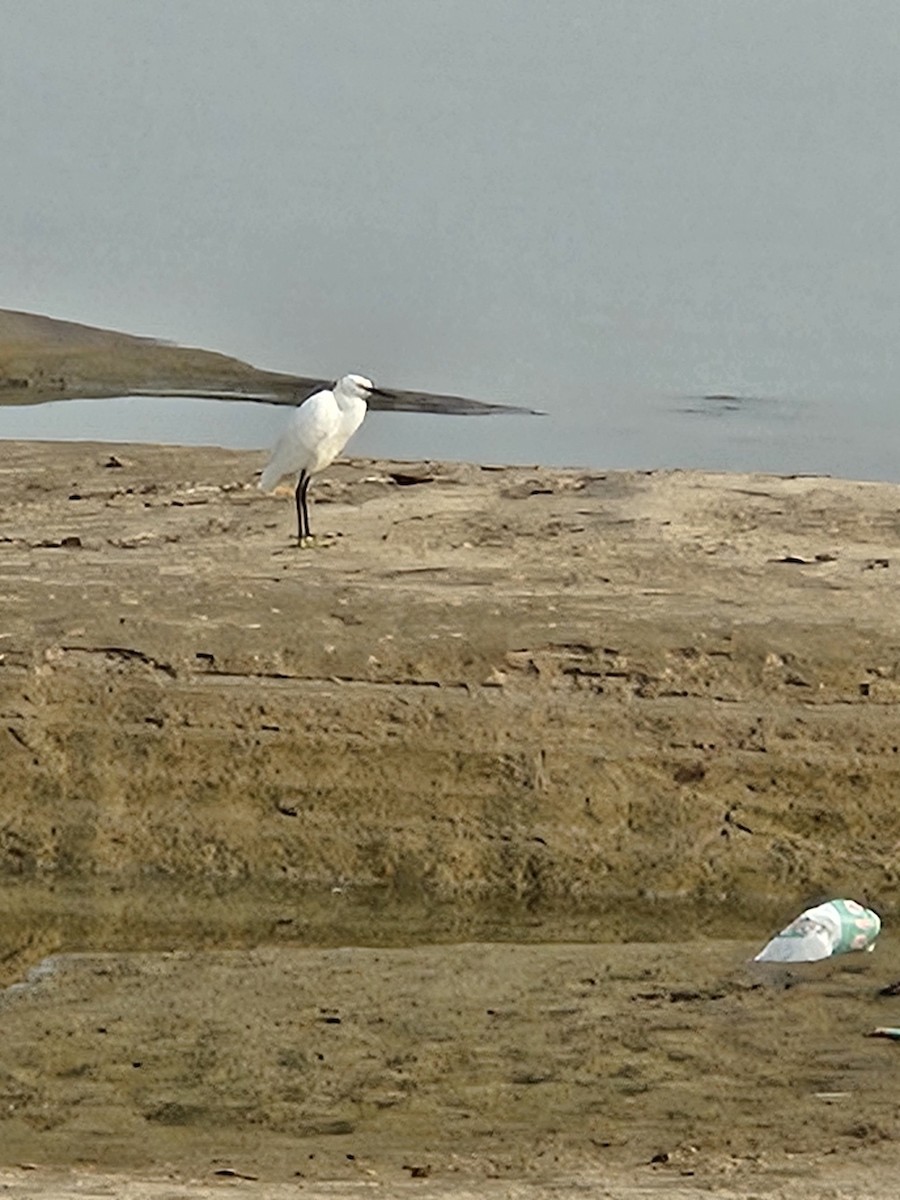 Little Egret - ML645247312