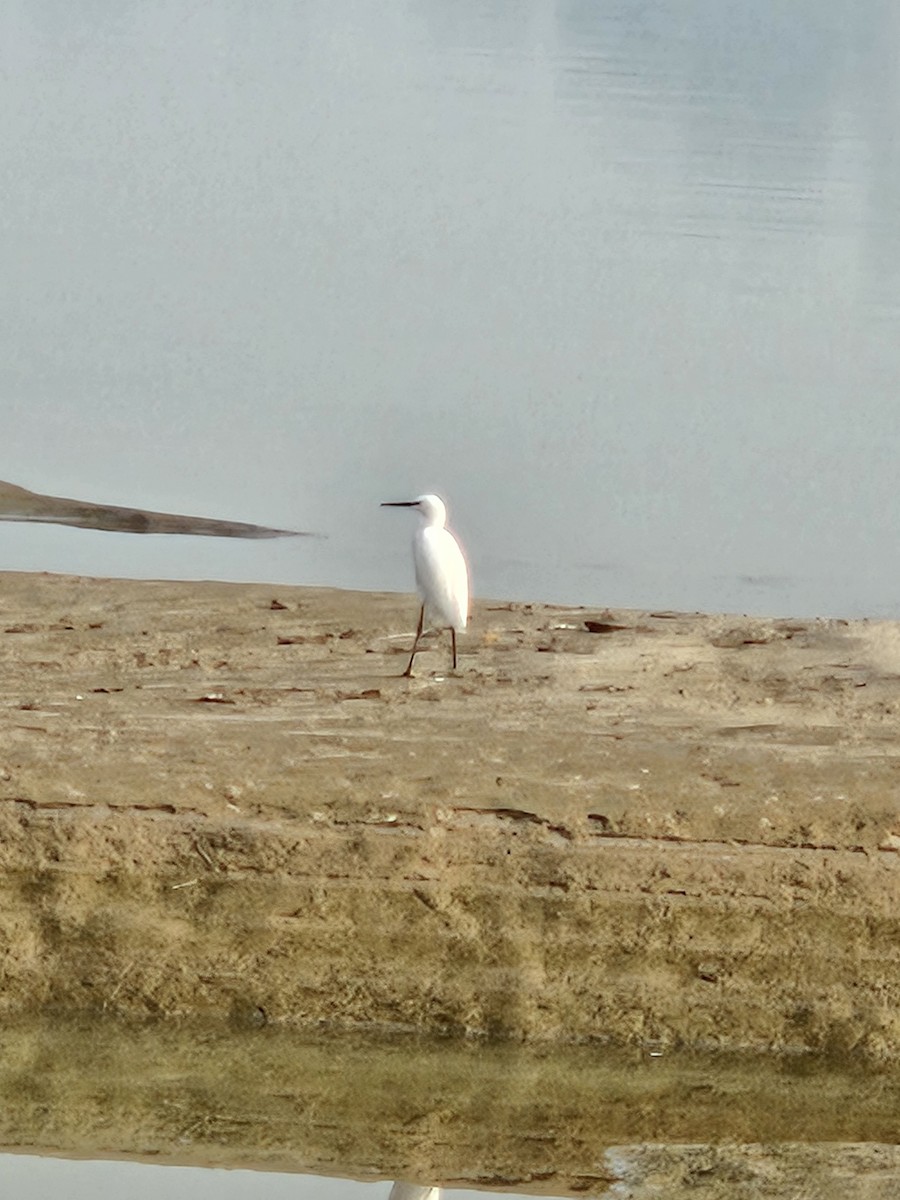 Little Egret - ML645247314