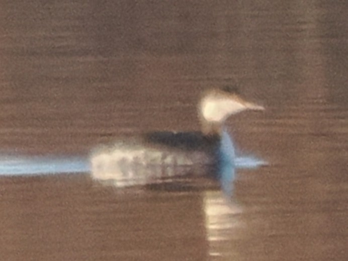 Красношейная поганка - ML645247353