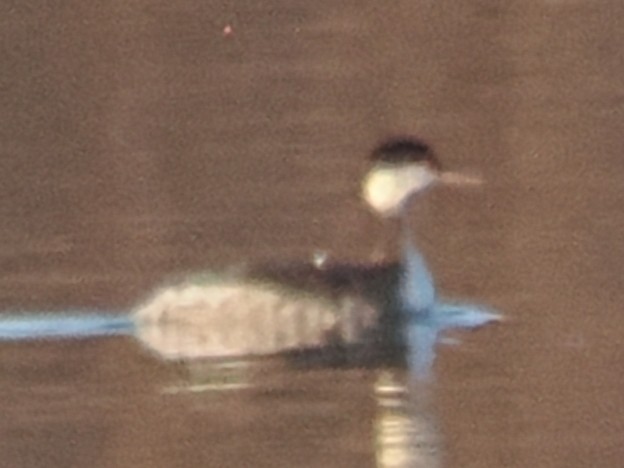 Красношейная поганка - ML645247356