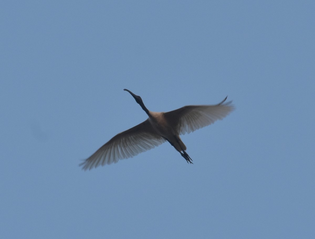 ibis černohlavý - ML645247358