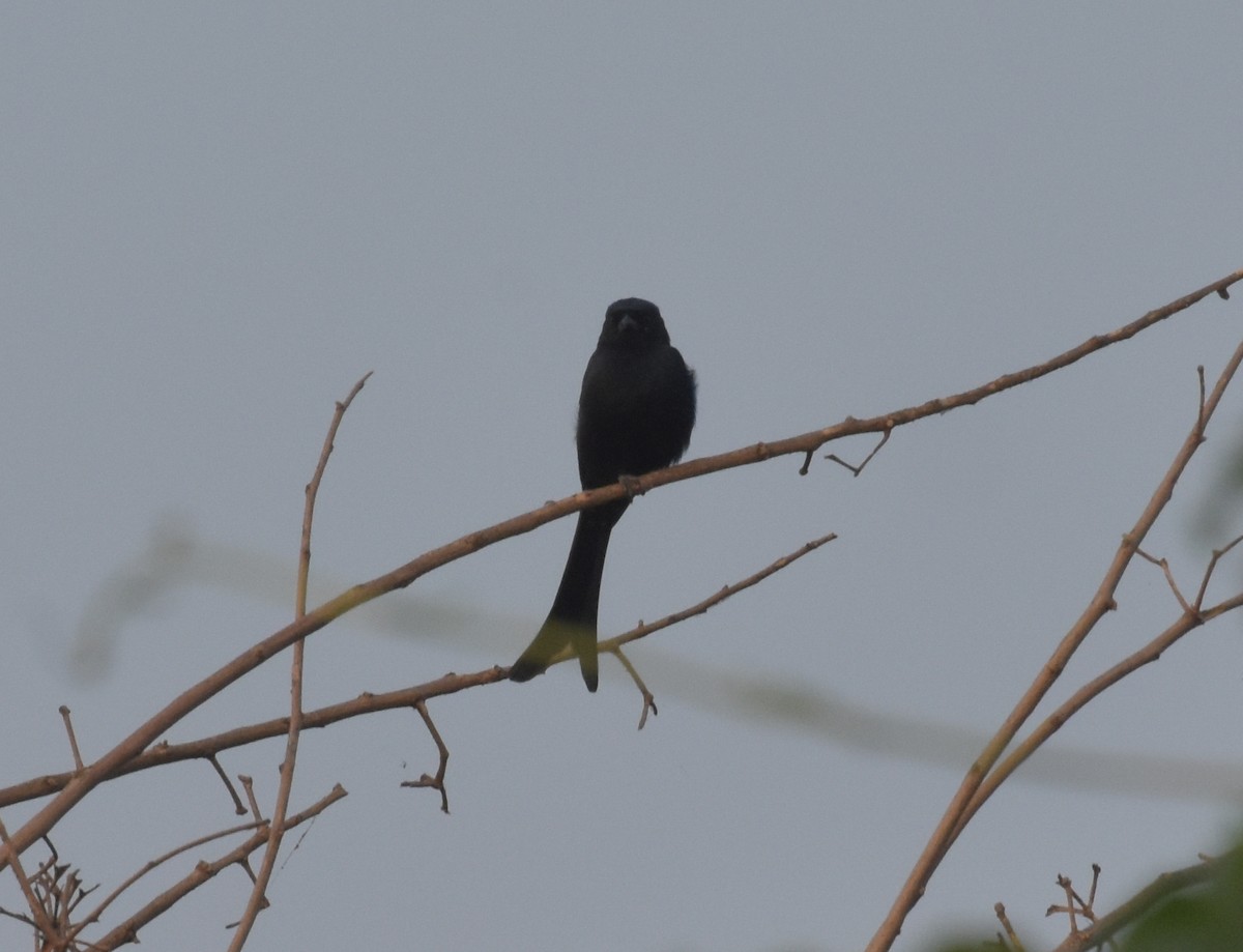 drongo černý - ML645247361