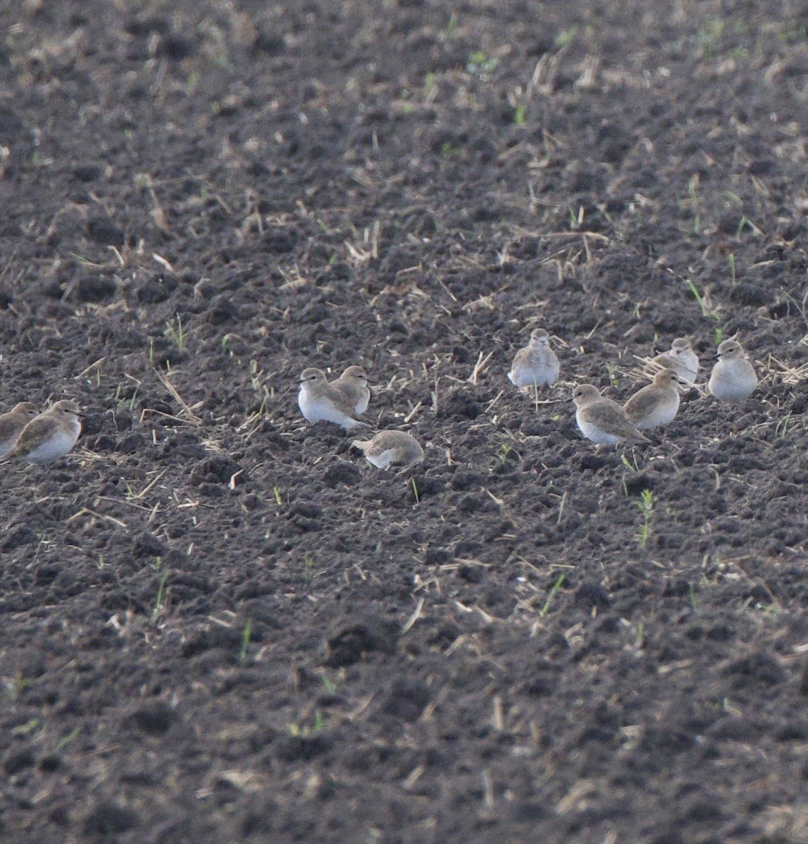 prærielo - ML645247365