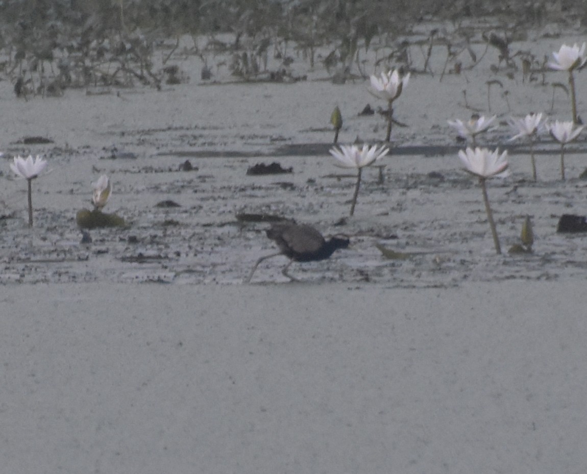 ostnák hnědoocasý - ML645247367