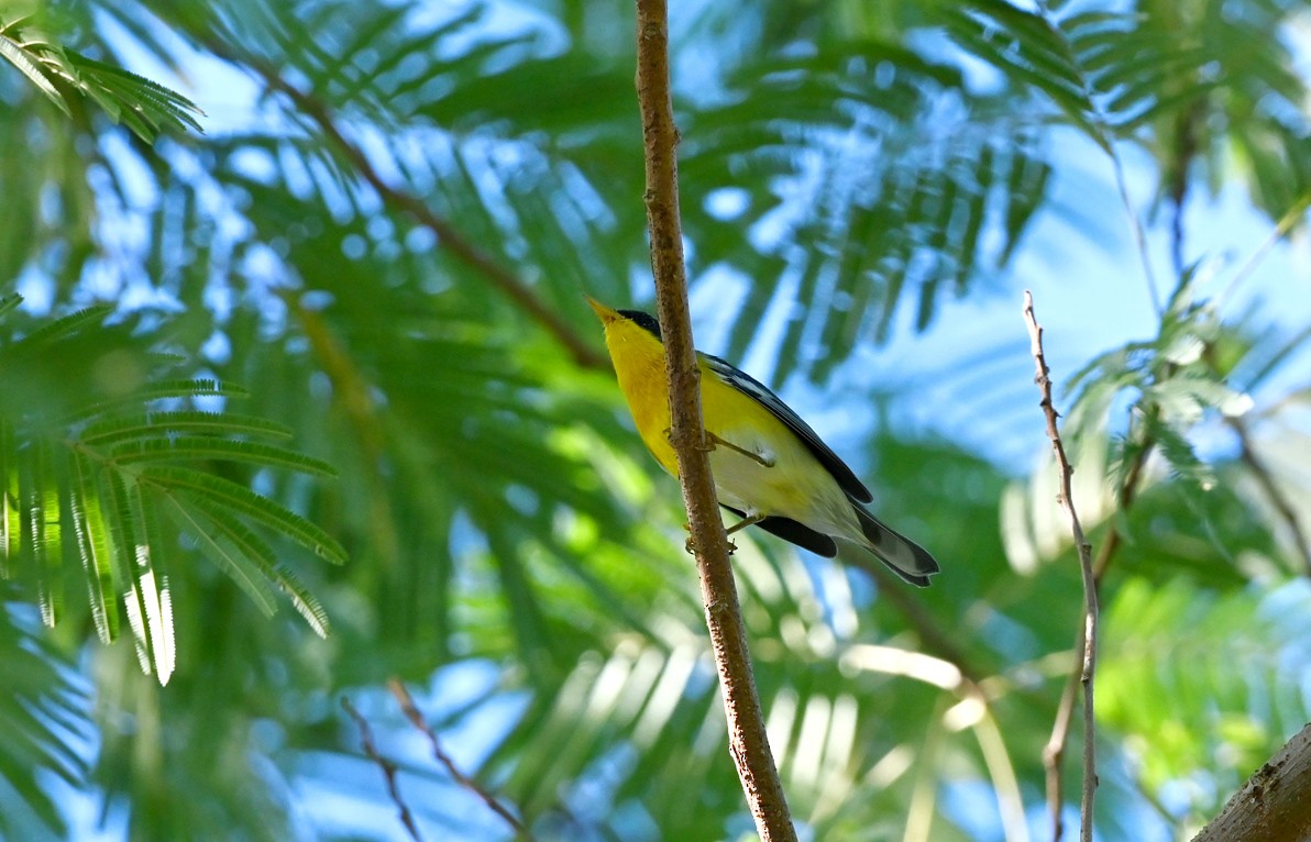 Northern/Tropical Parula - ML645247368