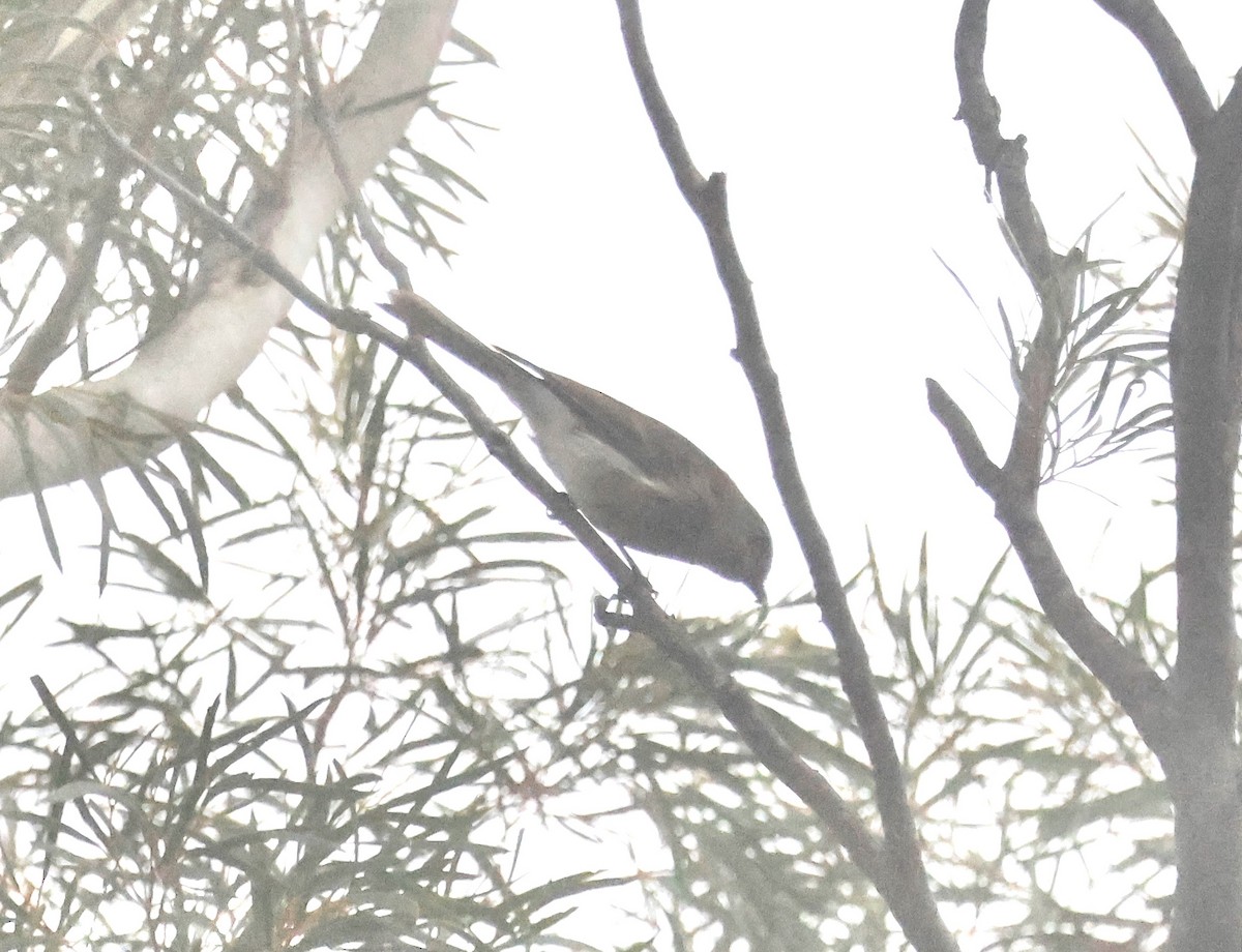 Королець брунатний - ML645247369