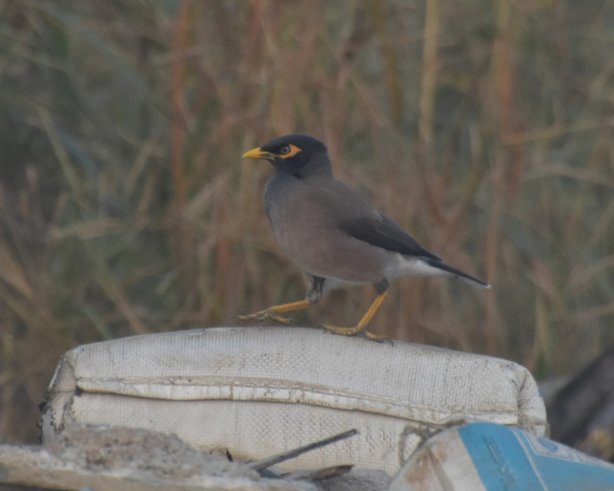 majna obecná - ML645247370