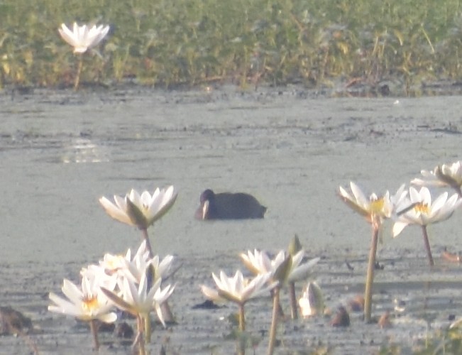 lyska černá - ML645247382