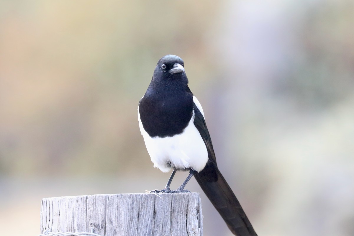 straka americká - ML645247384