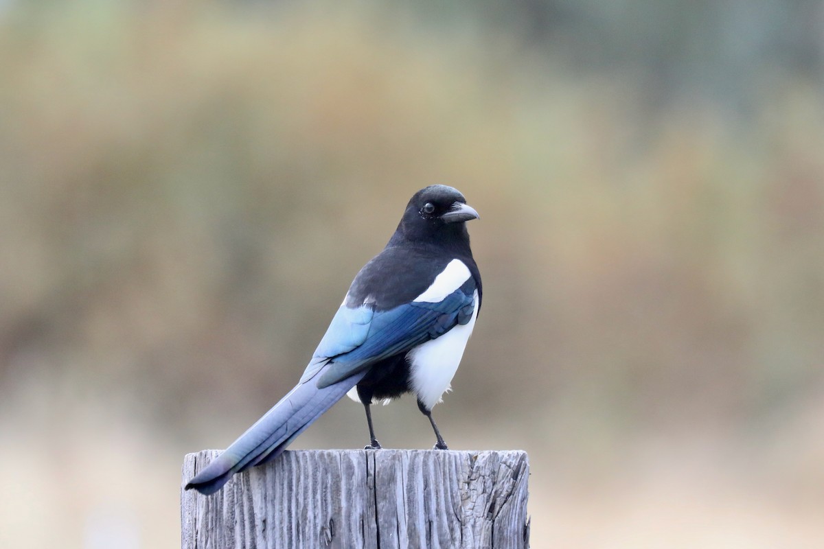 straka americká - ML645247385