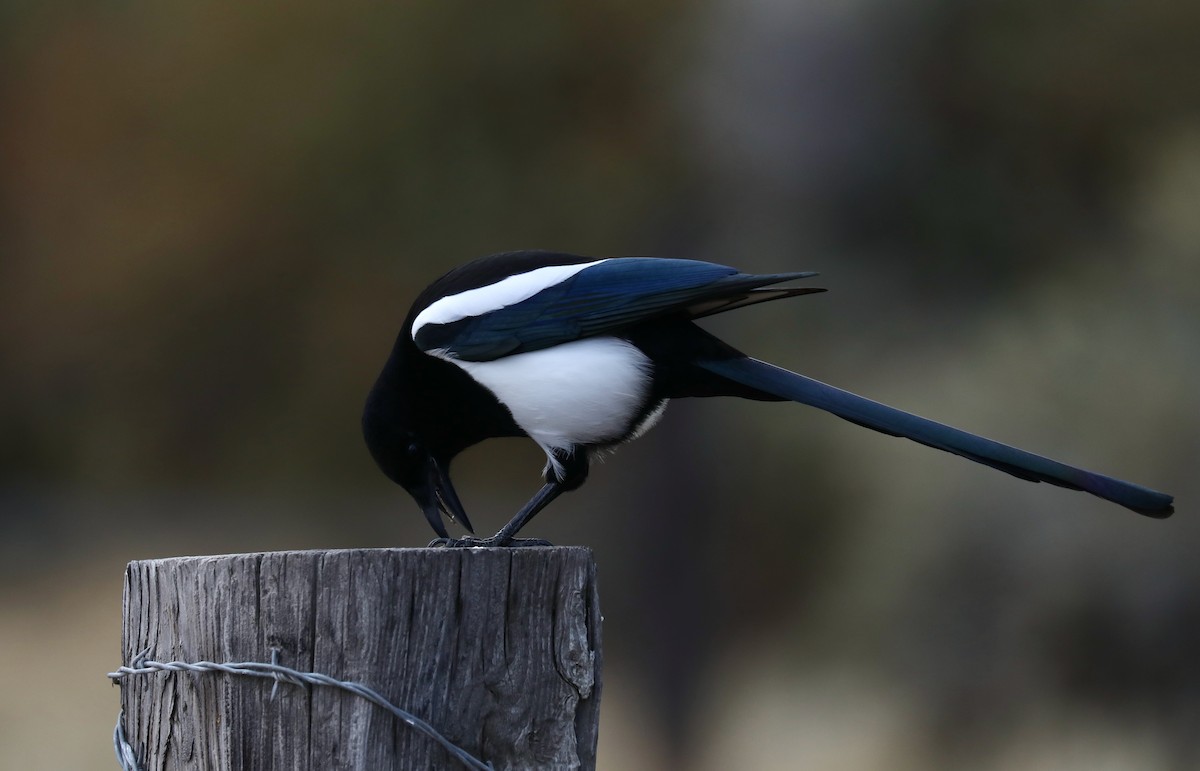 straka americká - ML645247386