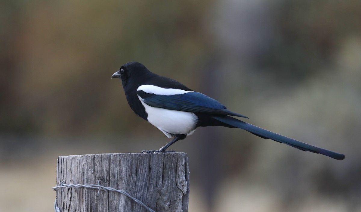 straka americká - ML645247387