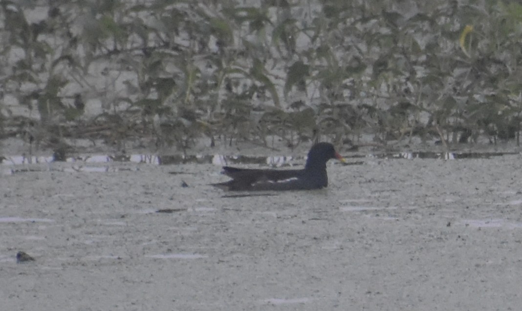 slípka zelenonohá - ML645247389