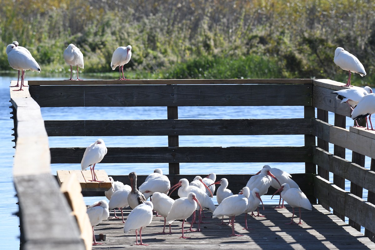 Ak Aynak - ML645247392