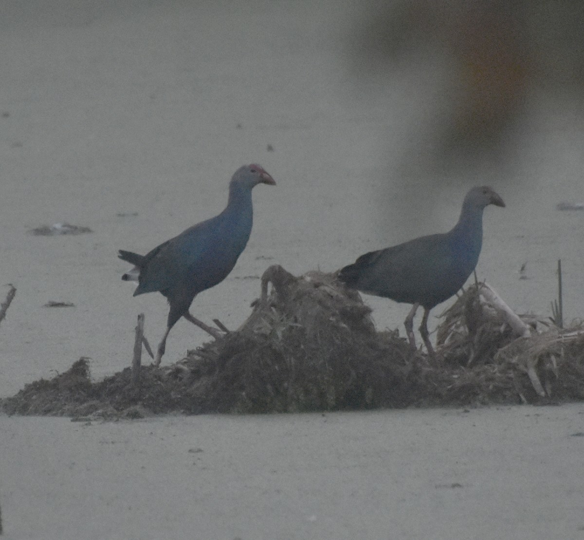 slípka šedohlavá - ML645247393