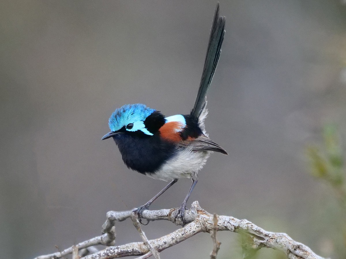 Maluro Elegante - ML645247401