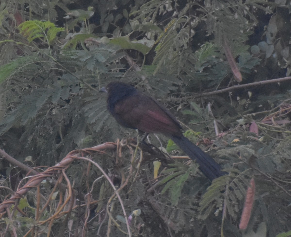 kukačka vraní - ML645247402