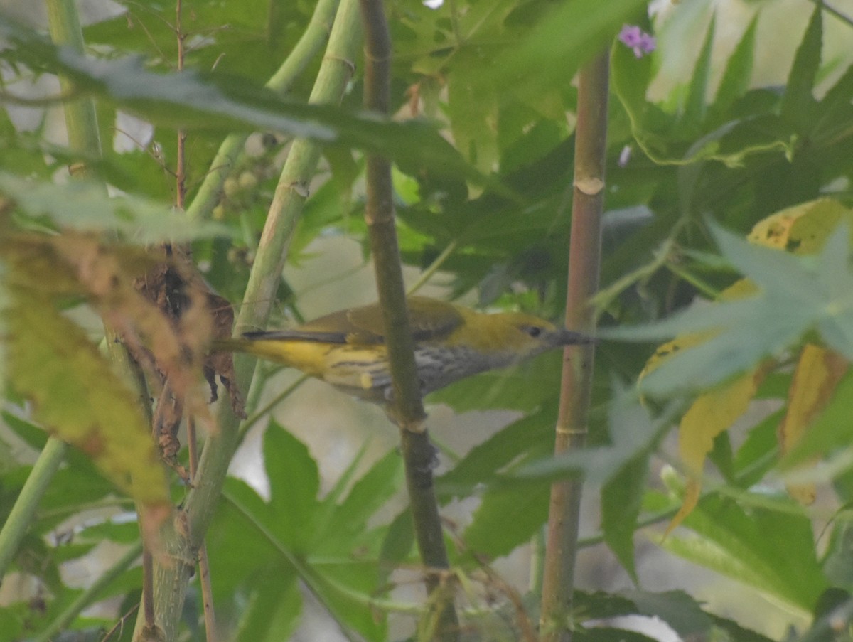 Indian Golden Oriole - ML645247406