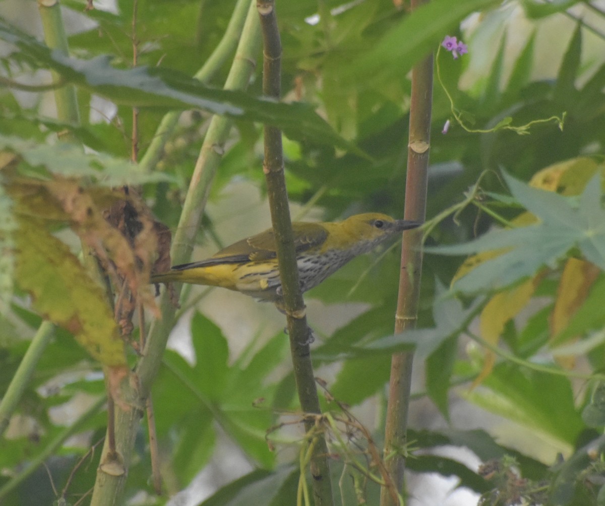 Indian Golden Oriole - ML645247407