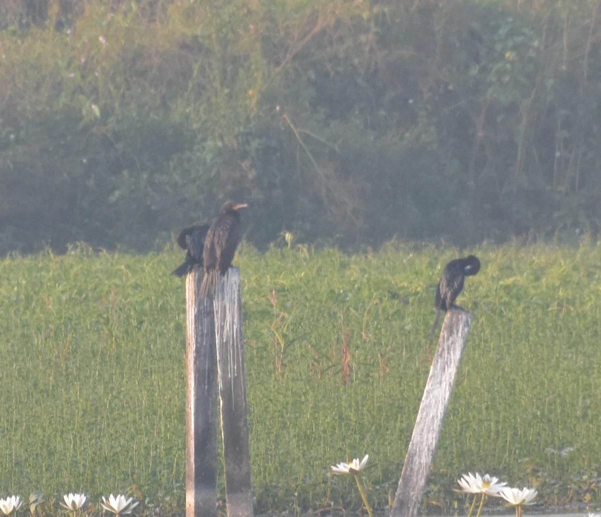 kormorán indomalajský - ML645247413