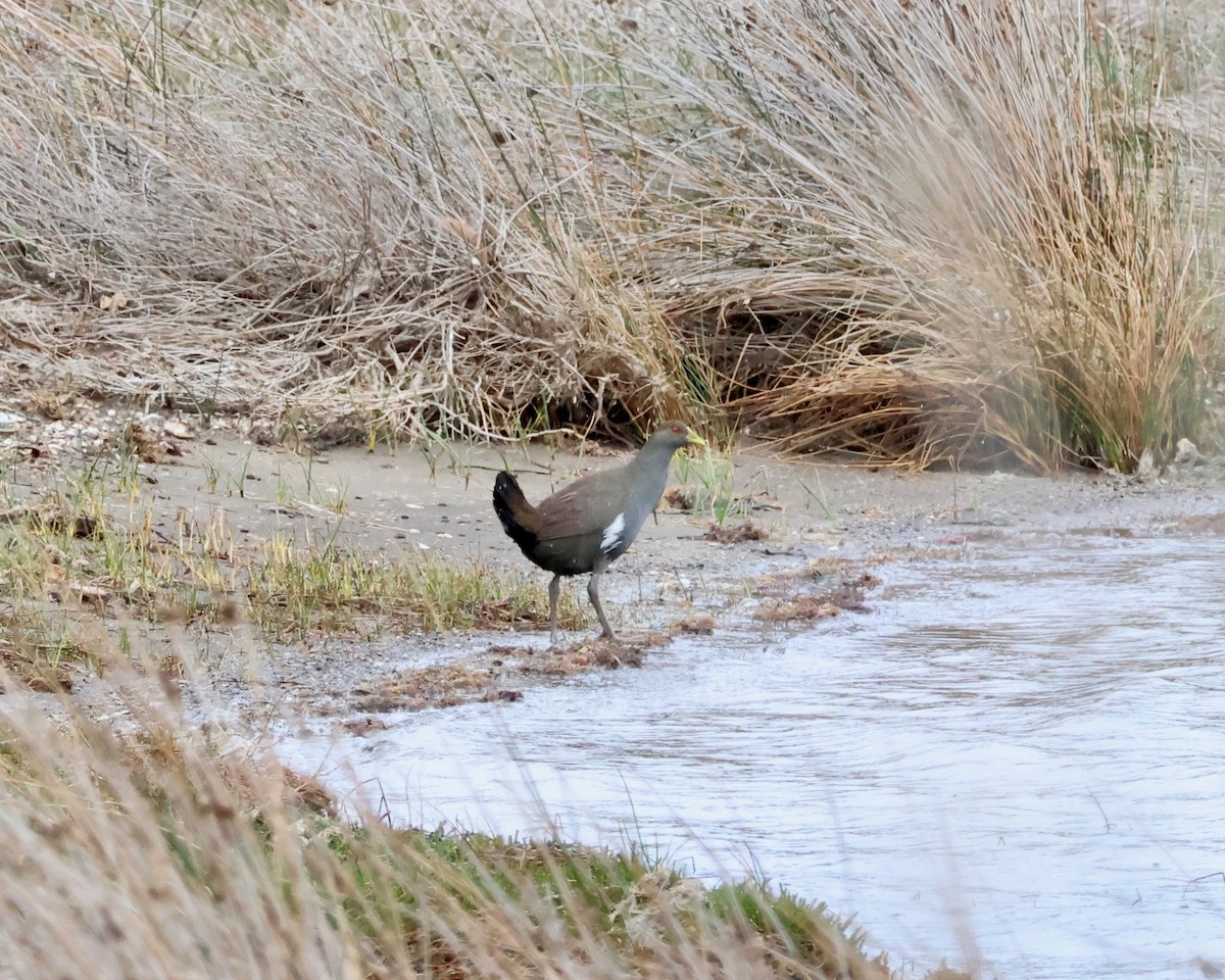 Tasmanian Nativehen - ML645247415