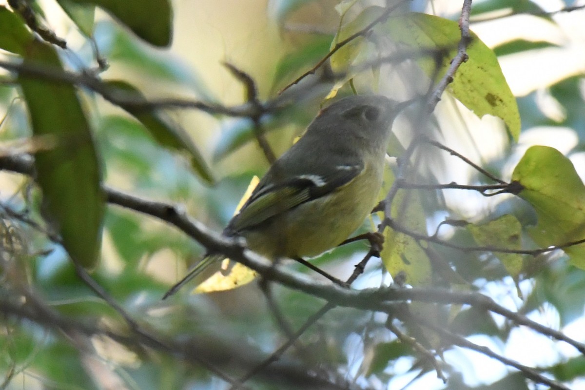 Ruby-crowned Kinglet - ML645247425