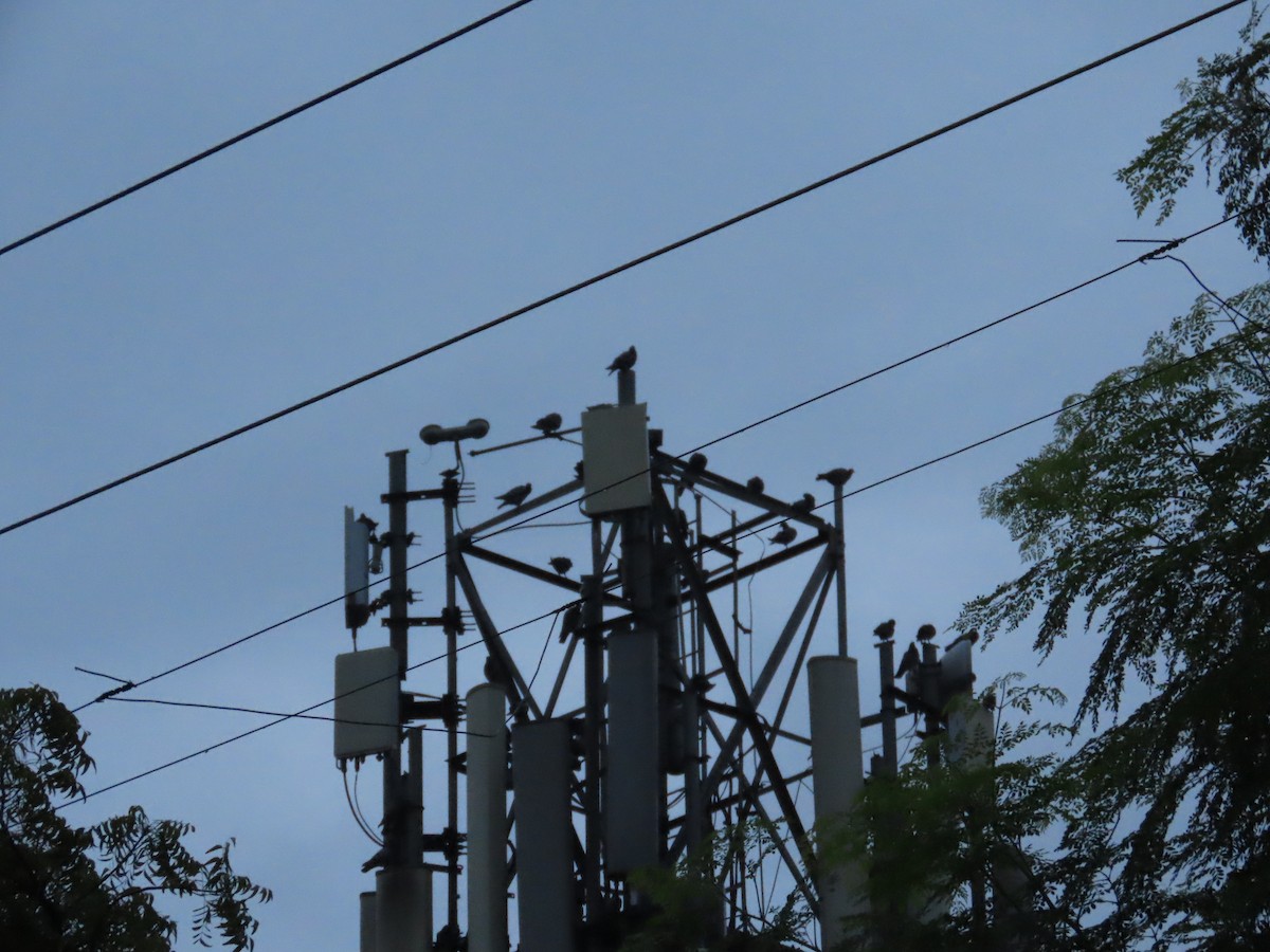 カワラバト（ドバト、家畜型） - ML645247426