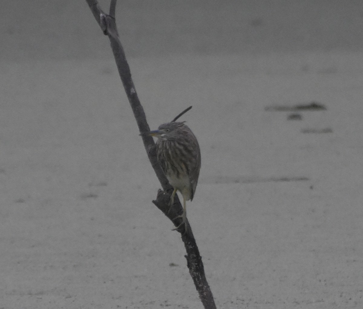 volavka hnědohřbetá - ML645247428