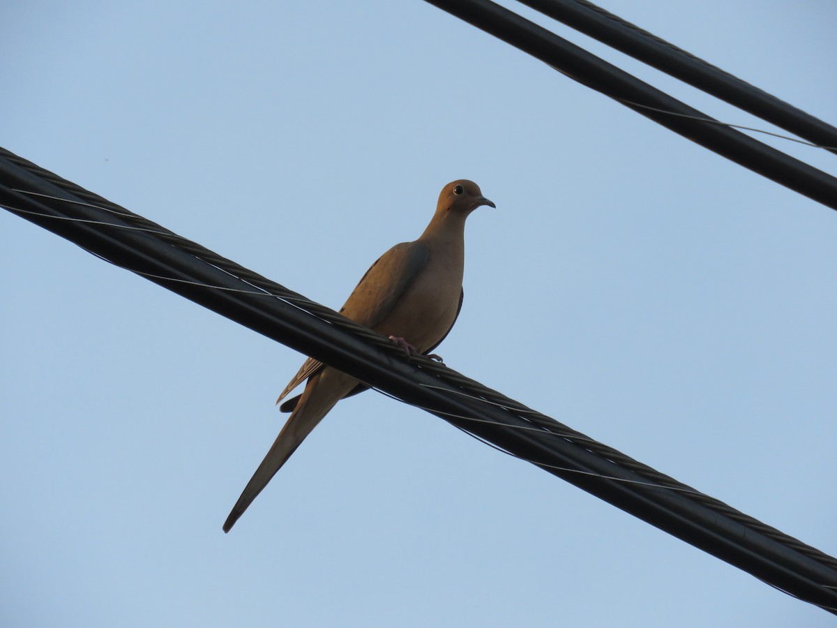 Mourning Dove - ML645247432