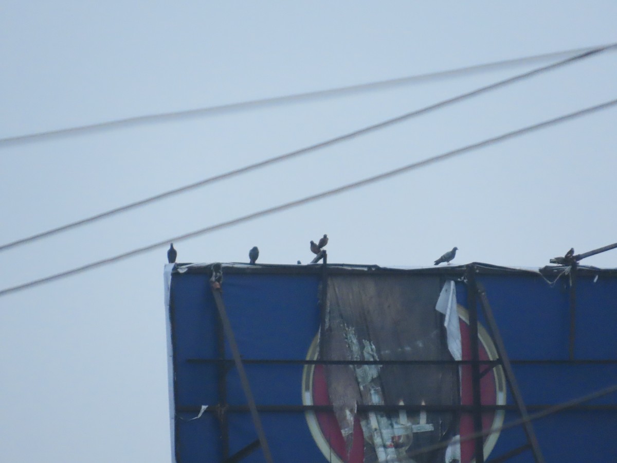 カワラバト（ドバト、家畜型） - ML645247434