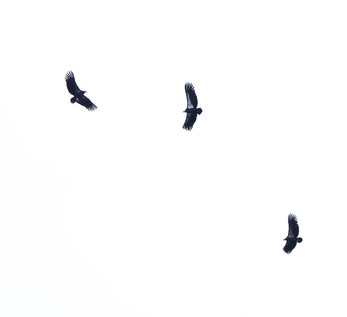 Kalifornienkondor - ML645247435