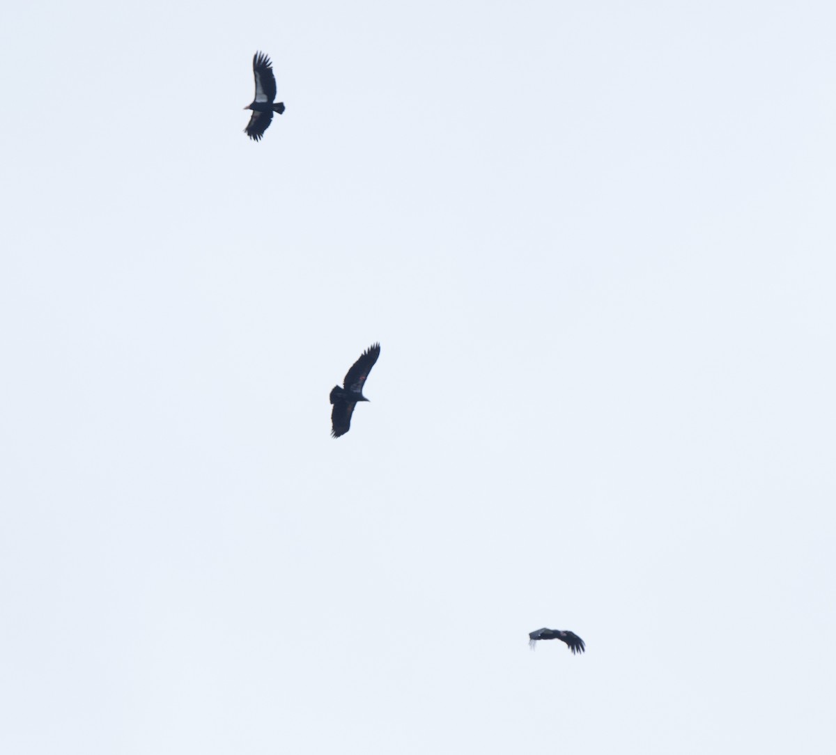 Kalifornienkondor - ML645247438