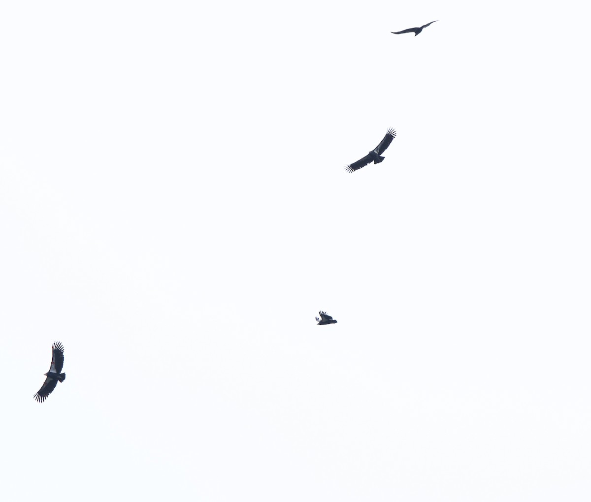 Kalifornienkondor - ML645247439