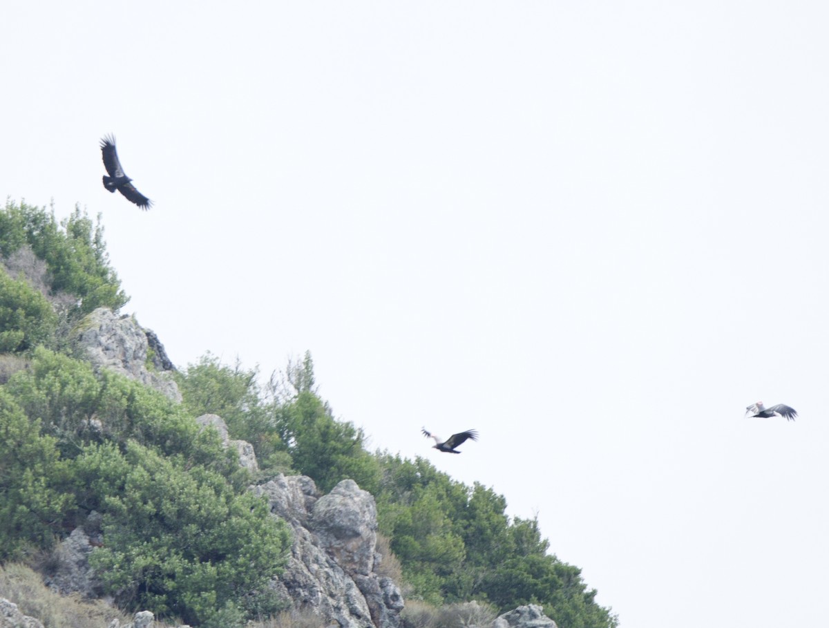 Kalifornienkondor - ML645247441