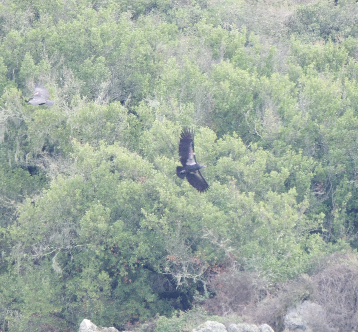 Kalifornienkondor - ML645247442